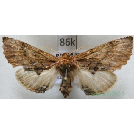 Ptilodon capucina (Linnaeus, 1758) male Wiechetka wielbłądka Czech86k